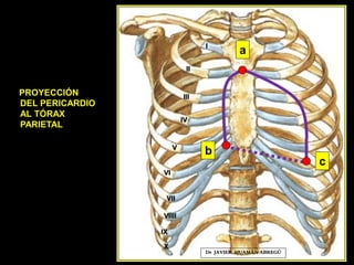 PROYECCIÓN
DEL PERICARDIO
AL TÓRAX
PARIETAL
a
b
c
Dr. JAVIER. HUAMÁN ABREGÚ
I
II
III
IV
V
VI
VII
VIIII
IX
X
 