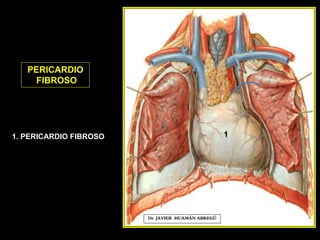 PERICARDIO
FIBROSO
Dr. JAVIER. HUAMÁN ABREGÚ
11. PERICARDIO FIBROSO
 