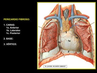 PERICARDIO FIBROSO:
1. CARAS:
1a. Anterior
1b. Laterales
1c. Posterior
2. BASE:
3. VÉRTICE:
Dr. JAVIER. HUAMÁN ABREGÚ
1a
1b
2
1b
3
 