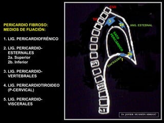 Dr. JAVIER. HUAMÁN ABREGÚ
4a
TIII
1b
3b
3
2a
ANG. ESTERNAL
1
Dr. JAVIER. HUAMÁN ABREGÚ
CVII
PERICARDIO FIBROSO:
MEDIOS DE FIJACIÓN:
1. LIG. PERICARDIOFRÉNICO
2. LIG. PERICARDIO-
ESTERNALES
2a. Superior
2b. Inferior
3. LIG. PERICARDIO-
VERTEBRALES
4. LIG. PERICARDIOTIROIDEO
(P-CERVICAL)
5. LIG. PERICARDIO-
VISCERALES
 