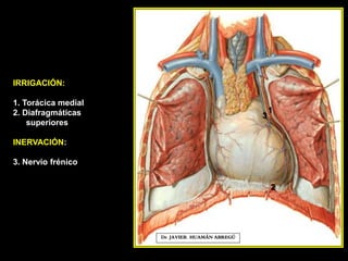 IRRIGACIÓN:
1. Torácica medial
2. Diafragmáticas
superiores
INERVACIÓN:
3. Nervio frénico
Dr. JAVIER. HUAMÁN ABREGÚ
2
1
3
 