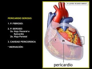 PERICARDIO SEROSO:
1. P. FIBROSO:
2. P. SEROSO:
2a. Hoja Visceral o
Epicardio
2b. Hoja Parietal
3. CAVIDAD PERICÁRDICA
* INERVACIÓN:
Dr. JAVIER. HUAMÁN ABREGÚ
2b1 2a
3
 