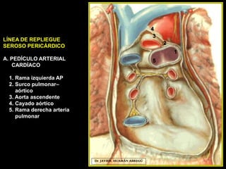 Dr. JAVIER. HUAMÁN ABREGÚ
1
5
3
2
LÍNEA DE REPLIEGUE
SEROSO PERICÁRDICO
A. PEDÍCULO ARTERIAL
CARDÍACO
1. Rama izquierda AP
2. Surco pulmonar–
aórtico
3. Aorta ascendente
4. Cayado aórtico
5. Rama derecha arteria
pulmonar
4
 