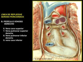 Dr. JAVIER. HUAMÁN ABREGÚ
6
8
7
LÍNEA DE REPLIEGUE
SEROSO PERICÁRDICO
B. PEDÍCULO VENOSO
DERECHO
6. Vena cava superior
7. Vena pulmonar superior
derecha
8. Vena pulmonar inferior
derecha
9. vena cava inferior
9
 