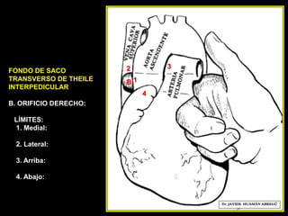 FONDO DE SACO
TRANSVERSO DE THEILE
INTERPEDICULAR
B. ORIFICIO DERECHO:
LÍMITES:
1. Medial:
2. Lateral:
3. Arriba:
4. Abajo:
4
3
1
6
Dr. JAVIER. HUAMÁN ABREGÚ
2
B
 