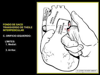 FONDO DE SACO
TRANSVERSO DE THEILE
INTERPEDICULAR
C. ORIFICIO IZQUIERDO:
LÍMITES:
1. Medial:
3. Arriba:
1
6
Dr. JAVIER. HUAMÁN ABREGÚ
C
3
 