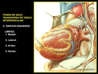 FONDO DE SACO
TRANSVERSO DE THEILE
INTERPEDICULAR
C. ORIFICIO IZQUIERDO:
LÍMITES:
1. Medial:
2. Lateral:
3. Arriba:
4. Detrás:
4
3
Dr. JAVIER. HUAMÁN ABREGÚ
1
2C
 