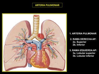 BRONQUIOS
SECUNDARIOS
IZQUIERDOS
10
2
9
3
4
1
6 5
7-8
1-2
3
4
5
10
9
7-8
ARTERIA PULMONAR
1-2
3
4
5
6
10
9
7-8
1. ARTERIA PULMONAR
2. RAMA DERECHA AP:
2a. Superior
2b. Inferior
3. RAMA IZQUIERDA AP:
3a. Lobular superior
3b. Lobular inferior
2 3
1
2a
2b
3a
3b
 