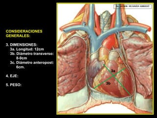 CONSIDERACIONES
GENERALES:
3. DIMENSIONES:
3a. Longitud: 12cm
3b. Díámetro transverso:
8-9cm
3c. Diámetro anteropost:
6cm.
4. EJE:
5. PESO:
Dr. JAVIER. HUAMÁN ABREGÚ
3a
3b
 
