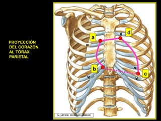 PROYECCIÓN
DEL CORAZÓN
AL TÓRAX
PARIETAL
Dr. JAVIER. HUAMÁN ABREGÚ
a
b
c
d
Dr. JAVIER. HUAMÁN ABREGÚ
III
VI
II
V
VI
 