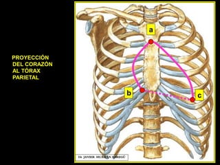 PROYECCIÓN
DEL CORAZÓN
AL TÓRAX
PARIETAL
a
b c
Dr. JAVIER. HUAMÁN ABREGÚ
 