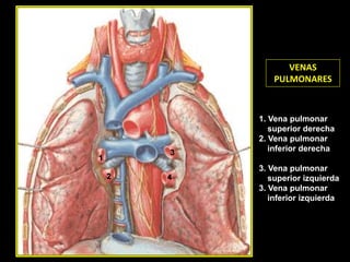 BRONQUIOS
SECUNDARIOS
IZQUIERDOS
10
2
9
3
4
1
6 5
7-8
1-2
3
4
5
10
9
7-8
VENAS
PULMONARES
1-2
3
4
5
6
10
9
7-8
2
3
1
4
1. Vena pulmonar
superior derecha
2. Vena pulmonar
inferior derecha
3. Vena pulmonar
superior izquierda
3. Vena pulmonar
inferior izquierda
 