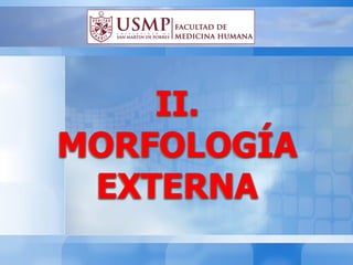 II.
MORFOLOGÍA
EXTERNA
 