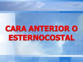 CARA ANTERIOR O
ESTERNOCOSTAL
 
