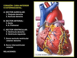 CORAZÓN- CARA ANTERIOR
O ESTERNOCOSTAL:
A. SECTOR AURICULAR:
1. Orejuela derecha
2. Aurícula derecha
B. SECTOR ARTERIAL:
3. Aorta
4. A. Pulmonar
C. SECTOR VENTRICULAR:
5. Ventrículo derecho
6. Ventrículo izquierdo
7. Surco aurículo ventricular
anterior derecho
8. Surco interventricular
anterior
RELACIONES:
Dr. JAVIER. HUAMÁN ABREGÚ
1
6
2
3
4
5
7
8
 