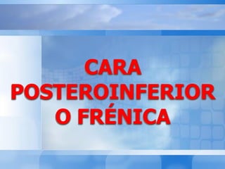 CARA
POSTEROINFERIOR
O FRÉNICA
 