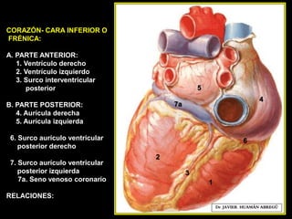 CORAZÓN- CARA INFERIOR O
FRÉNICA:
A. PARTE ANTERIOR:
1. Ventrículo derecho
2. Ventrículo izquierdo
3. Surco interventricular
posterior
B. PARTE POSTERIOR:
4. Aurícula derecha
5. Aurícula izquierda
6. Surco aurículo ventricular
posterior derecho
7. Surco aurículo ventricular
posterior izquierda
7a. Seno venoso coronario
RELACIONES:
Dr. JAVIER. HUAMÁN ABREGÚ
1
2
3
6
4
5
7a
 
