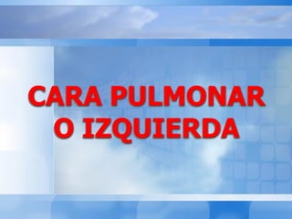 CARA PULMONAR
O IZQUIERDA
 