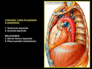 CORAZÓN- CARA PULMONAR
O IZQUIERDA:
1. Ventrículo izquierdo
2. Aurícula Izquierda
RELACIONES:
3. Nervio frénico izquierdo
4. Pleura parietal mediastínica
Dr. JAVIER. HUAMÁN ABREGÚ
1
2
3
4
 