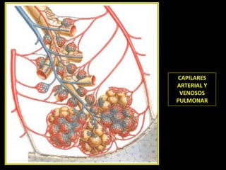 BRONQUIOS
SECUNDARIOS
IZQUIERDOS
10
2
9
3
4
1
6 5
7-8
1-2
3
4
5
10
9
7-8
CAPILARES
ARTERIAL Y
VENOSOS
PULMONAR
1-2
3
4
5
6
10
9
7-8
 