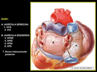 BASE:
A. AURÍCULA DERECHA:
1. VCS
2. VCI
B. AURÍCULA IZQUIERDA:
3. VPSD
4. VPID
5. VPSI
6. VPII
7. Surco interauricular
posterior
Dr. JAVIER. HUAMÁN ABREGÚ
1
2
3
6
4
5
A
B
7
 