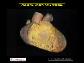CORAZÓN: MORFOLOGÍA EXTERNA
Dr. JAVIER. HUAMÁN ABREGÚ
 