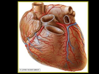 Dr. JAVIER. HUAMÁN ABREGÚ
 