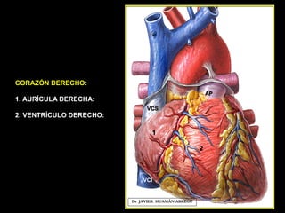 CORAZÓN DERECHO:
1. AURÍCULA DERECHA:
2. VENTRÍCULO DERECHO:
Dr. JAVIER. HUAMÁN ABREGÚ
2
1
VCI
VCS
AP
 