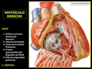 BASE:
1. Orificio aurículo
ventricular
derecho
2. Válvula tricúspide
3. Cono de la arteria
Pulmonar
4. Cresta
supraventricular
(Espolón de Wolf)
5. Válvula sigmoidea
pulmonar
5. VÉRTICE:
2
Dr. JAVIER. HUAMÁN ABREGÚ
VENTRÍCULO
DERECHO
3
1
5
5
4
 