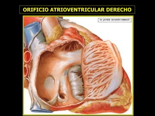 Dr. JAVIER. HUAMÁN ABREGÚ
ORIFICIO ATRIOVENTRICULAR DERECHO
 