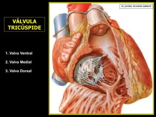 1. Valva Ventral
2. Valva Medial
3. Valva Dorsal
2
Dr. JAVIER. HUAMÁN ABREGÚ
VÁLVULA
TRICÚSPIDE
1
3
 