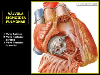 1. Valva Anterior
2. Valva Posterior
derecho
3. Valva Posterior
izquierdo
2
Dr. JAVIER. HUAMÁN ABREGÚ
VÁLVULA
SIGMOIDEA
PULMONAR
1
3
 