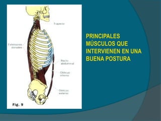 PRINCIPALES
MÚSCULOS QUE
INTERVIENEN EN UNA
BUENA POSTURA
 