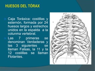 HUESOS DEL TÓRAX
 Caja Toráxica: costillas y
esternón, formada por 24
huesos largos y estrechos
unidos en la espalda a la
colunma vertebral.
 Las 7 primeras se
denominan Verdaderas y
las 3 siguientes se
llaman Falsas, la 11 y la
12 costillas se llaman
Flotantes.
 