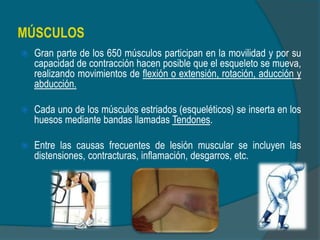 MÚSCULOS
 Gran parte de los 650 músculos participan en la movilidad y por su
capacidad de contracción hacen posible que el esqueleto se mueva,
realizando movimientos de flexión o extensión, rotación, aducción y
abducción.
 Cada uno de los músculos estriados (esqueléticos) se inserta en los
huesos mediante bandas llamadas Tendones.
 Entre las causas frecuentes de lesión muscular se incluyen las
distensiones, contracturas, inflamación, desgarros, etc.
 
