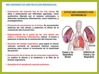 MECANISMOS DE OBSTRUCCION BRONQUIAL
• Contracción del músculo liso de las vías aéreas. Se
debe a estimulación por diferentes agonistas, como
acetilcolina liberada por el sistema colinérgico, o
diferentes mediadores inflamatorios, como histamina, y
prostaglandinas.
• Presencia de secreciones en el lumen. Su acumulación
obstruye las vías aéreas y potencian el efecto de la
contracción del musculo liso.
• Engrosamiento de la pared de las vías aéreas por
edema o fenómenos inflamatorios, reduce el lumen y
potenciar el efecto de la contracción del músculo liso.
• Aumento del trabajo respiratorio, para lograr el mismo
volumen corriente es necesario efectuar mayores
presiones para vencer el incremento de la elasticidad
del pulmón.
• Disminución de la fuerza de los músculos inspiratorios.
Lo explica la disnea y la tendencia a la falla de la
bomba respiratoria.
 Aumento de la resistencia vascular pulmonar.
ESTOS MECANISMOS SON
REVERSIBLES
 