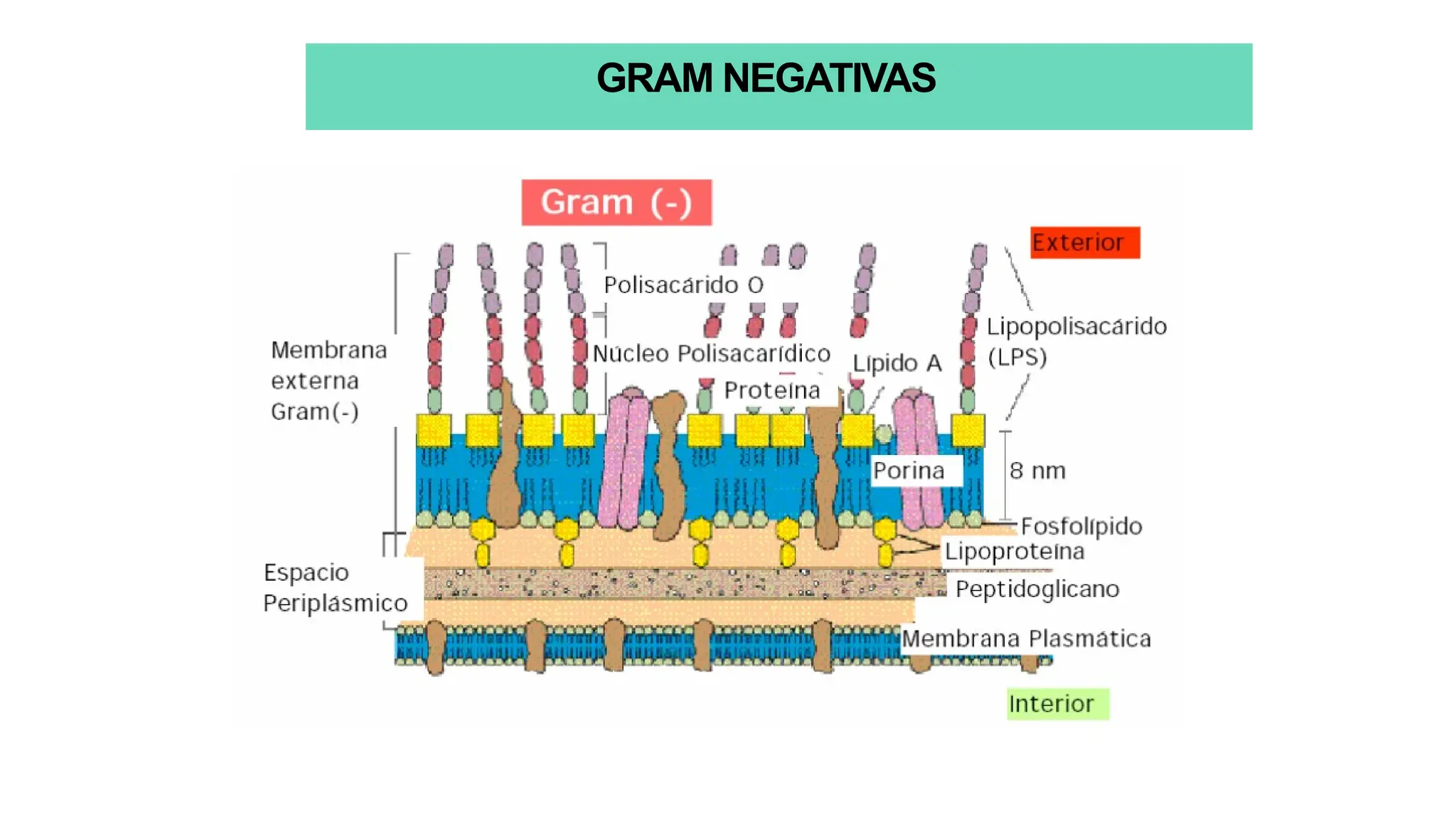 GRAM NEGATIVAS
 