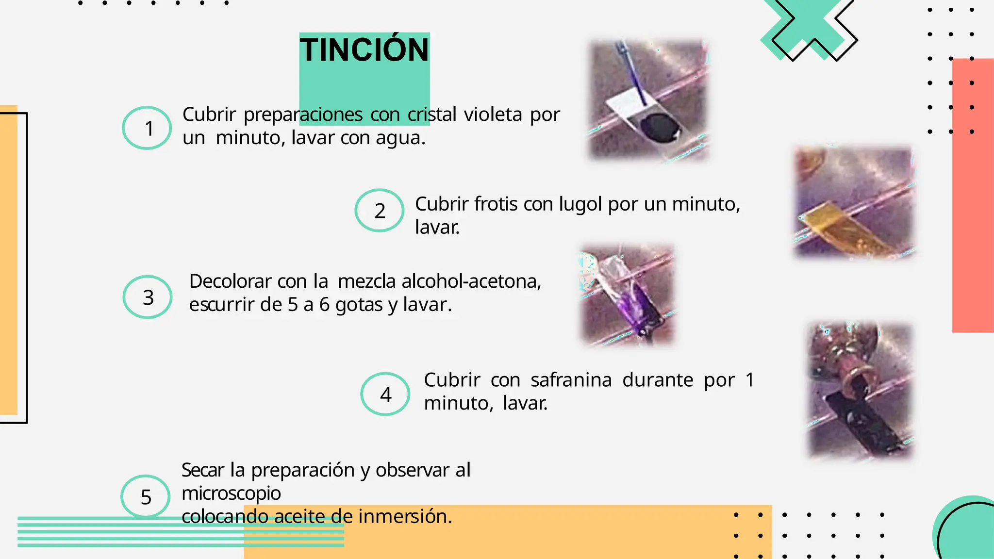 TINCIÓN
Cubrir preparaciones con cristal violeta por
un minuto, lavar con agua.
Cubrir frotis con lugol por un minuto,
lavar.
Decolorar con la mezcla alcohol-acetona,
escurrir de 5 a 6 gotas y lavar.
Cubrir con safranina durante por 1
minuto, lavar.
Secar la preparación y observar al
microscopio
colocando aceite de inmersión.
1
2
3
4
5
 