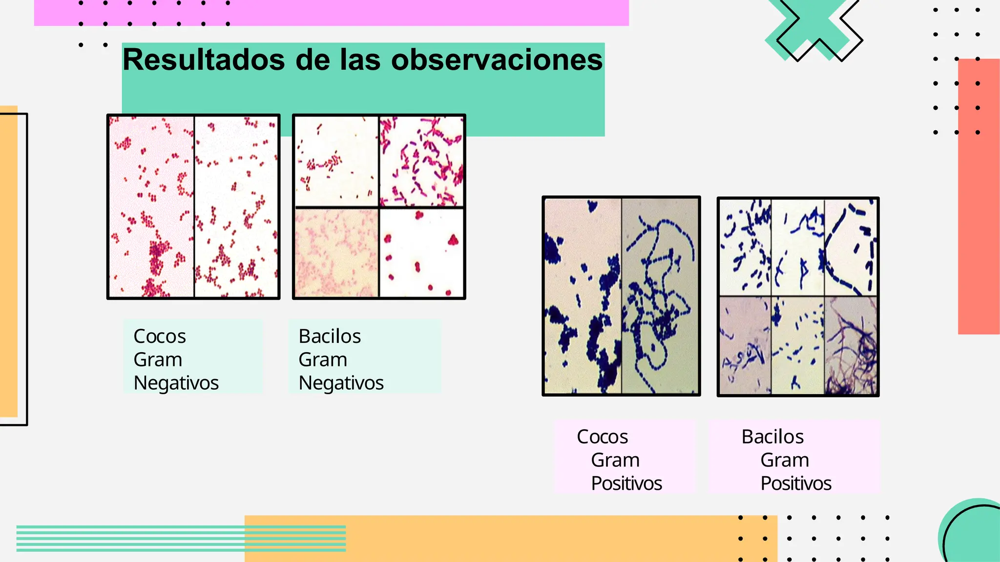 Resultados de las observaciones
Cocos
Gram
Negativos
Bacilos
Gram
Negativos
Cocos
Gram
Positivos
Bacilos
Gram
Positivos
 