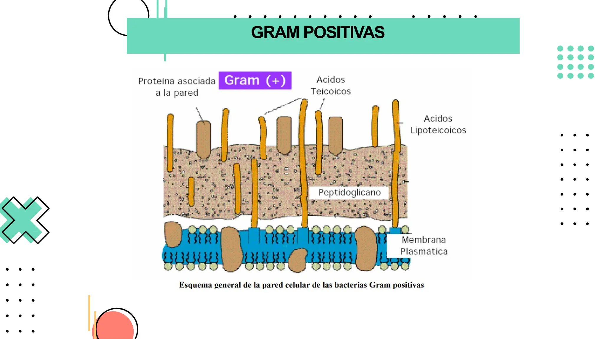 GRAM POSITIVAS
 