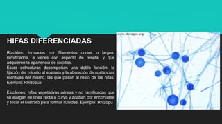 CLASE 3 - AISLAMIENTO DE HONGOS.pptx