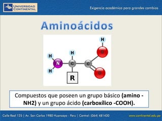 Ácidos carboxílicos que contienen una función amina. En
determinadas condiciones el grupo amina de una molécula y el
carbo...