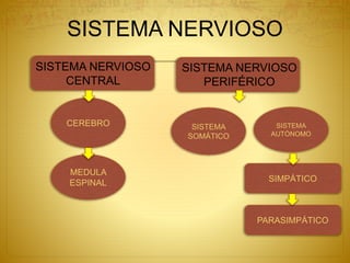 SISTEMA NERVIOSO
SISTEMA NERVIOSO
CENTRAL
SISTEMA NERVIOSO
PERIFÉRICO
CEREBRO
MEDULA
ESPINAL
SISTEMA
SOMÁTICO
SISTEMA
AUTÓNOMO
SIMPÁTICO
PARASIMPÁTICO
 