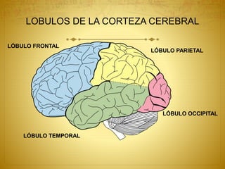 LOBULOS DE LA CORTEZA CEREBRAL
LÓBULO OCCIPITAL
LÓBULO PARIETAL
LÓBULO TEMPORAL
LÓBULO FRONTAL
 