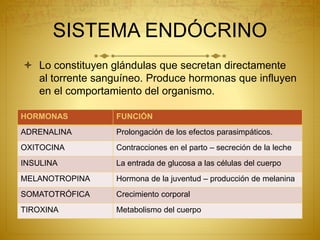 SISTEMA ENDÓCRINO
 Lo constituyen glándulas que secretan directamente
al torrente sanguíneo. Produce hormonas que influyen
en el comportamiento del organismo.
HORMONAS FUNCIÓN
ADRENALINA Prolongación de los efectos parasimpáticos.
OXITOCINA Contracciones en el parto – secreción de la leche
INSULINA La entrada de glucosa a las células del cuerpo
MELANOTROPINA Hormona de la juventud – producción de melanina
SOMATOTRÓFICA Crecimiento corporal
TIROXINA Metabolismo del cuerpo
 
