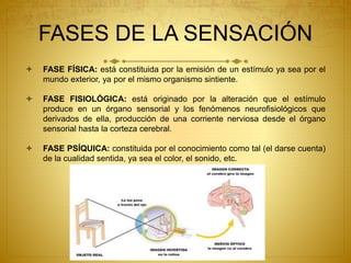 FASES DE LA SENSACIÓN
 FASE FÍSICA: está constituida por la emisión de un estímulo ya sea por el
mundo exterior, ya por el mismo organismo sintiente.
 FASE FISIOLÓGICA: está originado por la alteración que el estímulo
produce en un órgano sensorial y los fenómenos neurofisiológicos que
derivados de ella, producción de una corriente nerviosa desde el órgano
sensorial hasta la corteza cerebral.
 FASE PSÍQUICA: constituida por el conocimiento como tal (el darse cuenta)
de la cualidad sentida, ya sea el color, el sonido, etc.
 