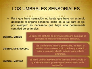 LOS UMBRALES SENSORIALES
 Para que haya sensación no basta que haya un estímulo
adecuado al órgano sensorial como es la luz para el ojo,
por ejemplo: es necesario que haya una determinada
cantidad de estímulos.
UMBRAL MÍNIMO
UMBRAL DIFERENCIAL
UMBRAL MÁXIMO
Es la menor cantidad de estímulo necesario para que se
produzca la excitación del órgano sensorial.
Es la diferencia mínima perceptible, es decir, la
cantidad mínima de estímulo que hay que añadir o
quitar a una estimulación anterior para notar la
diferencia.
Se llama umbral máximo a una cantidad de estímulo tal
que si se aumenta ya no se produce aumento en la
sensación.
 