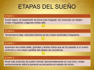 ETAPAS DEL SUEÑO
ETAPA 1
Sueño ligero, la respiración se toma mas irregular, los músculos se relajan,
ondas irregulares y algunas ondas alfa.
ETAPA 2
Temperatura baja, actividad distinta de las ondas cerebrales irregulares.
ETAPA 3
Aparecen las ondas delta, grandes y lentas indica que se ha pasado a un sueño
profundo y una mayor perdida del estado de conciencia.
ETAPA 4
Nivel más profundo de sueño normal. Aproximadamente en una hora, ondas
exclusivamente delta la persona se encuentra en estado de olvido.
 