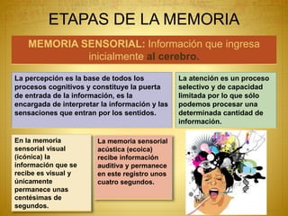 ETAPAS DE LA MEMORIA
MEMORIA SENSORIAL: Información que ingresa
inicialmente al cerebro.
La percepción es la base de todos los
procesos cognitivos y constituye la puerta
de entrada de la información, es la
encargada de interpretar la información y las
sensaciones que entran por los sentidos.
La atención es un proceso
selectivo y de capacidad
limitada por lo que sólo
podemos procesar una
determinada cantidad de
información.
En la memoria
sensorial visual
(icónica) la
información que se
recibe es visual y
únicamente
permanece unas
centésimas de
segundos.
La memoria sensorial
acústica (ecoica)
recibe información
auditiva y permanece
en este registro unos
cuatro segundos.
 
