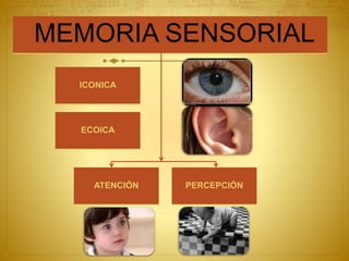 MEMORIA SENSORIAL
ICONICA
ECOICA
ATENCIÓN PERCEPCIÓN
 